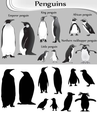 Siyah-beyaz görüntü ve siluet içinde farklı penguen türlerinin toplanması: imparator, kral, küçük, Afrikalı, kuzey rockhopper