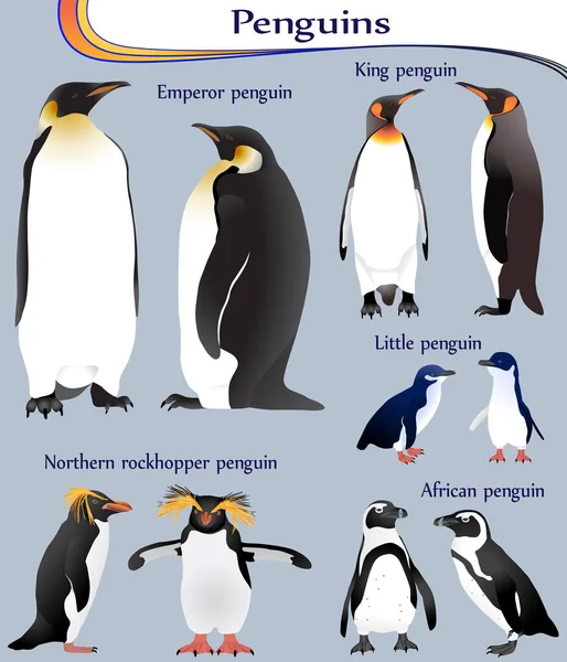 Sammlung Verschiedener Pinguinarten Farbbild Kaiser König Kleiner Afrikanischer Nördlicher Rockhopper — Stockvektor