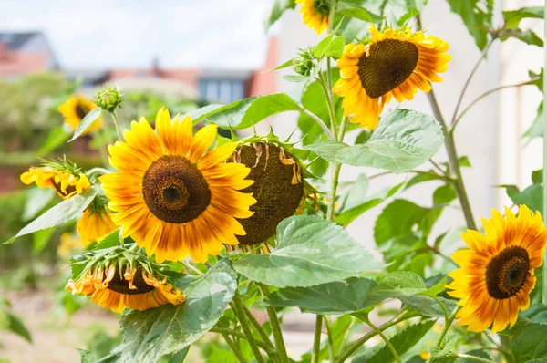 Beautiful Sunflowers Rural Field — Stock Photo, Image