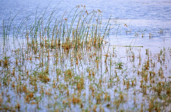 Reed Plants Open Water Florida Lake — Stock Photo, Image
