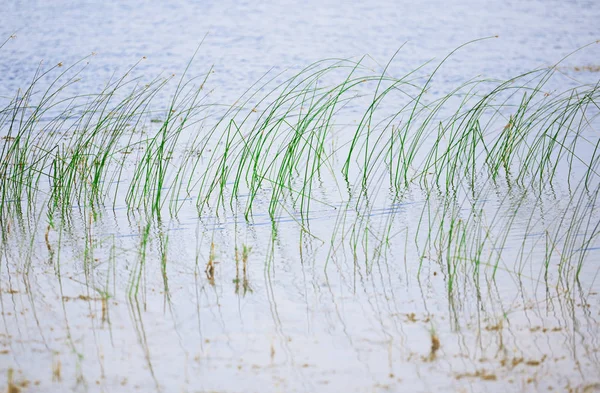 Reed Plants Open Water Florida Lake — Stock Photo, Image