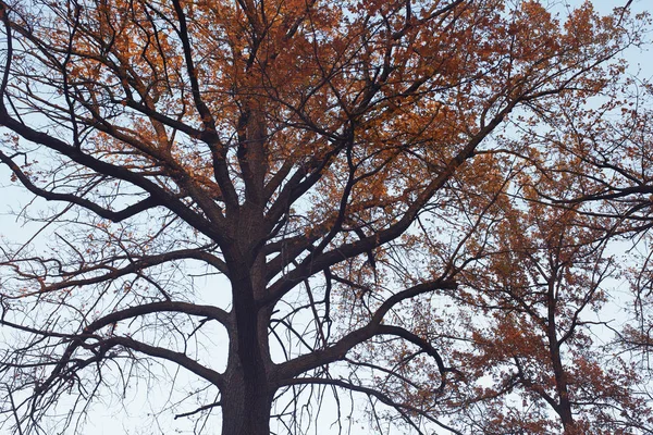Korona Drzewa Dębowe — Zdjęcie stockowe