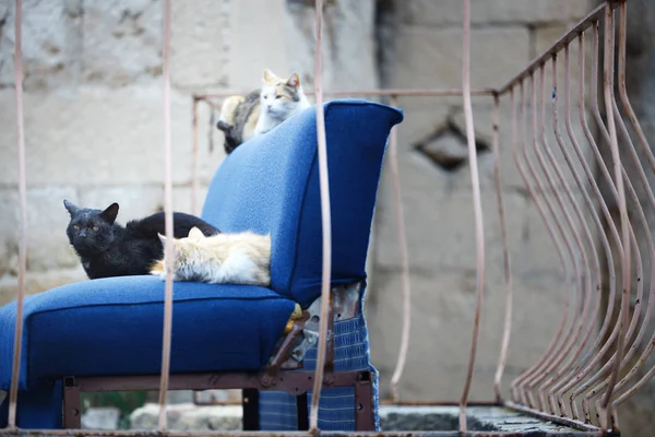 Tres Gatos Indomesticados Sillón Azul Abandonado México —  Fotos de Stock