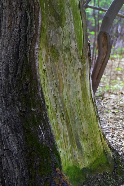 Close View Tree Damaged Bark — Stock Photo, Image