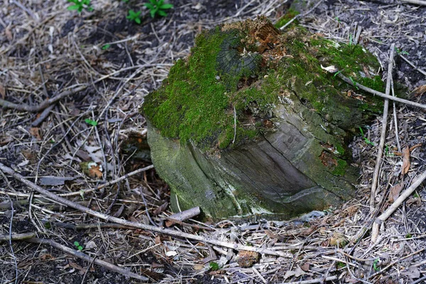 Close View Tree Stump Green Moss — Stock Photo, Image