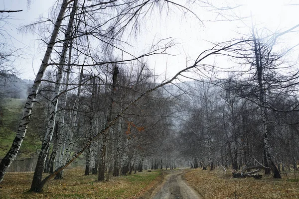 白樺の森の田舎道 — ストック写真