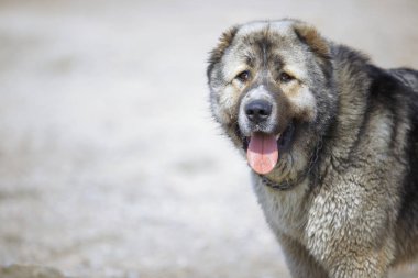Orta Asya Çoban Köpeği