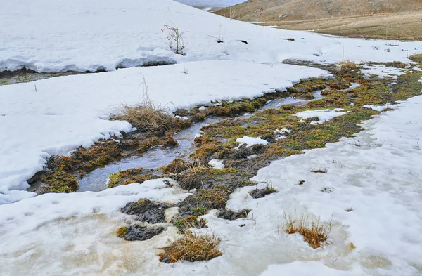 Swampland Plats Med Ruttna Vass Vintern — Stockfoto