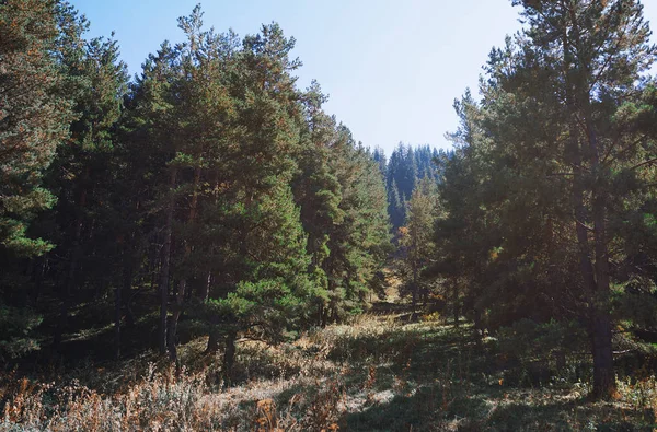 Alberi Pino Nella Foresta Montagna — Foto Stock