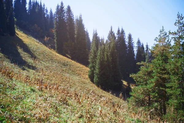 Lasy Sosnowe Lasach Górskich — Zdjęcie stockowe