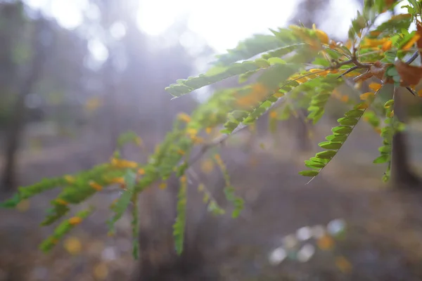 Zielone Liście Jesiennym Lesie — Zdjęcie stockowe