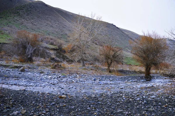 Alberi Secchi Luogo Roccioso — Foto Stock