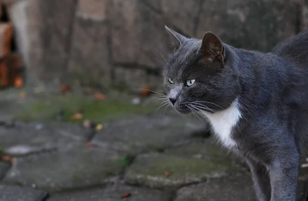 市内の屋外国内猫 — ストック写真