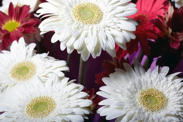 Flores de crisântemo — Fotografia de Stock