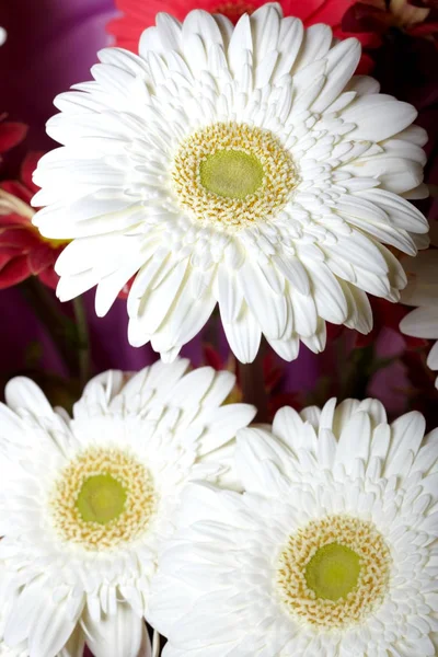 Chrysantheme — Stockfoto