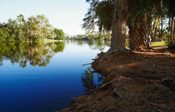 Palme che crescono vicino al lago in Florida, Stati Uniti — Foto Stock