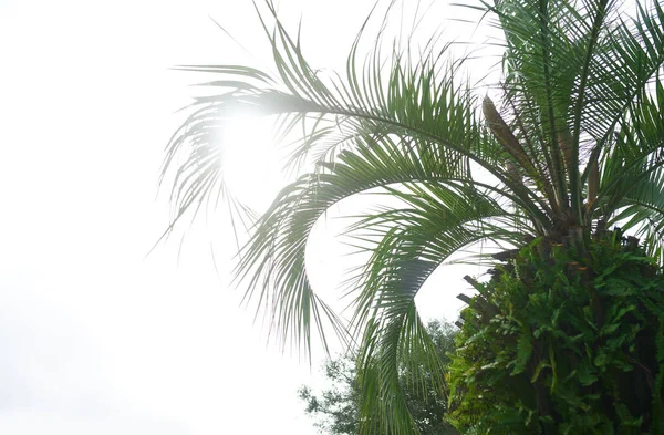 Palm trees against the sunny sky — Stock Photo, Image