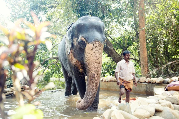 Éléphant Indien Son Entraîneur Dans Étang Eau Inde Goa — Photo