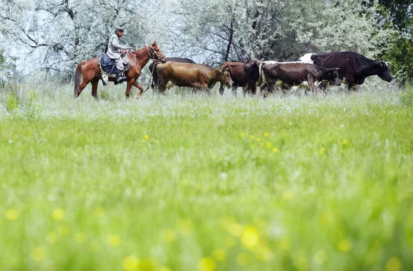 Editorial Photo Shepherd Cows Mongolia 2011 — Stock Photo, Image