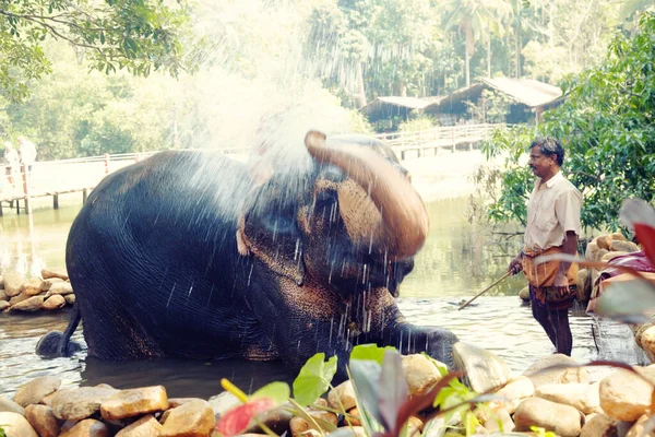 Entraîneur Éléphant Indien Douchant Dans Étang Eau Inde Goa — Photo