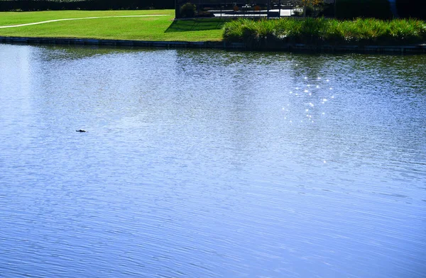 Alligator Alligator Mississippiensis Nuotare Nel Lago Accanto Agli Edifici Residenziali — Foto Stock