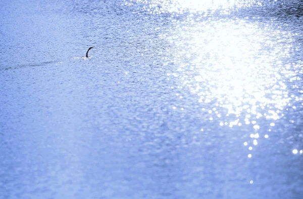 African Darter Anhinga Rufa Also Known Snakebird Swimming Lake — Stock Photo, Image
