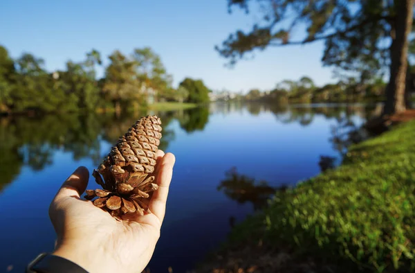 Mão Humana Segurando Pinho Cone Lado Lago — Fotografia de Stock