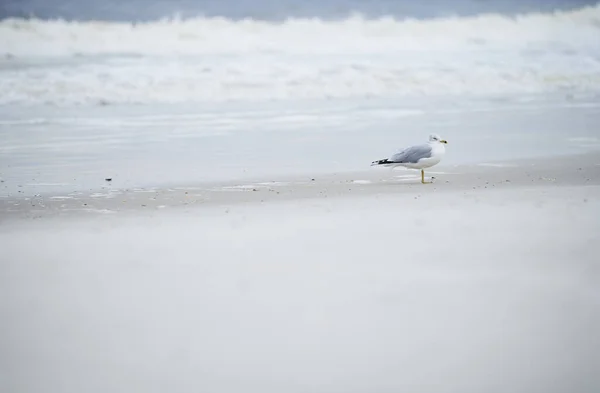 Gaviota Soltera Playa Del Océano — Foto de Stock