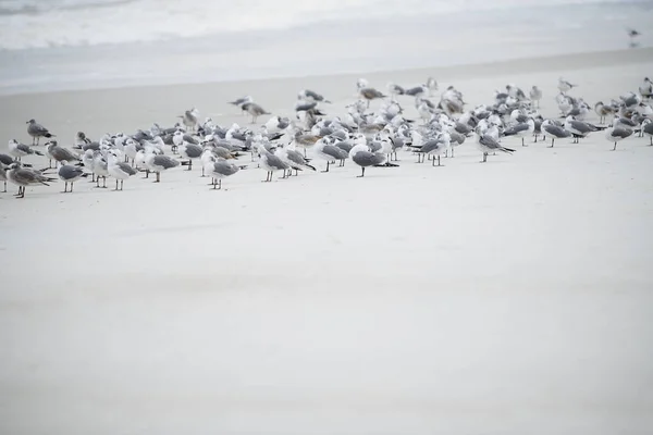 Zwerm Meeuwen Het Strand Van Oceaan — Stockfoto