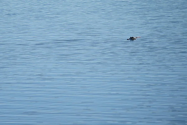 Alligator Mississippiensis 在湖中游泳 — 图库照片