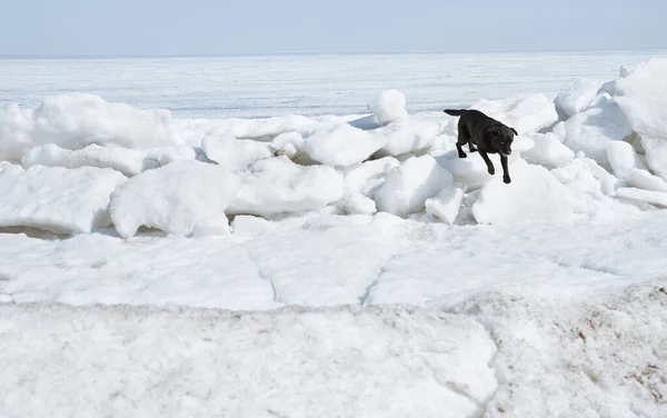 Fekete Labrador Kutya Futó Téli Táj — Stock Fotó