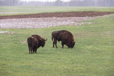 wild bison aurochs in a cultivated farmfield clipart