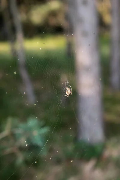 Web 中森林蜘蛛 — 图库照片
