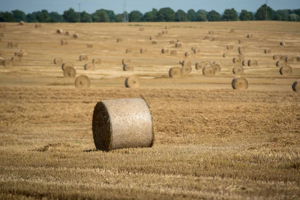 Haystack Ont Farmfield Harvest — Stock Photo, Image