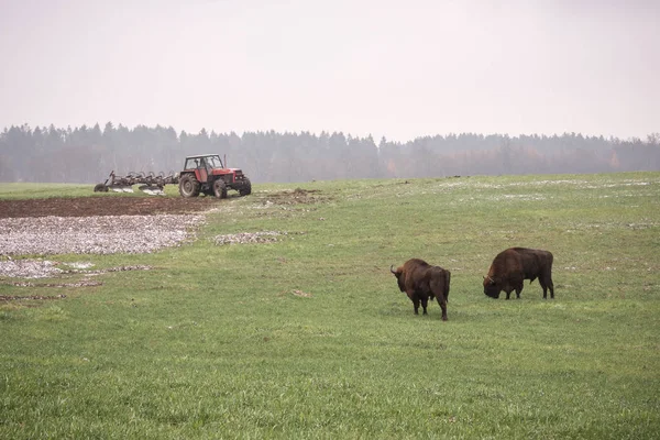 Zubři Divokého Bizona Kultivované Farmfield — Stock fotografie