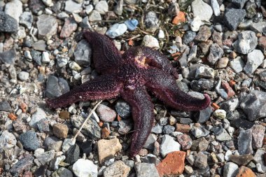 deniz yıldızı taş zemin üzerine