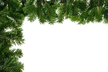 chritmas ağaç dalı beyaz zemin üzerine