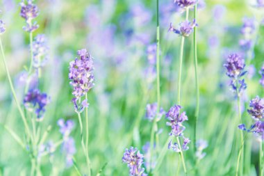 Günbatımı sahasının lavanta menekşe çiçek