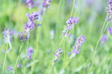 Günbatımı sahasının lavanta menekşe çiçek