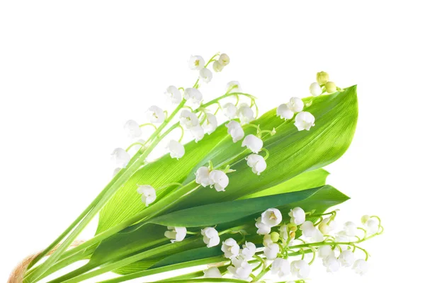 Białe Kwiaty Lilie Doliny Izolowane Białym Tle — Zdjęcie stockowe