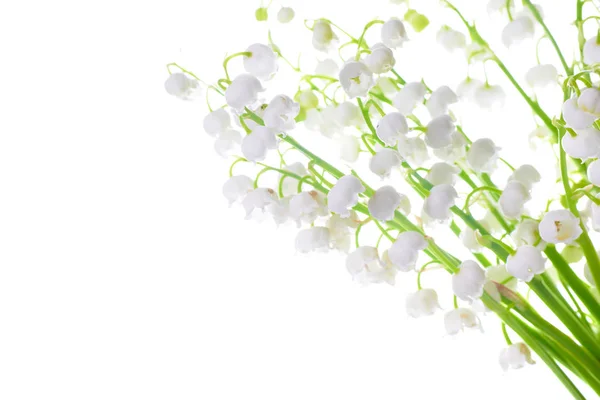 White Flowers Lilies Valley Isolated White Background — Stock Photo, Image