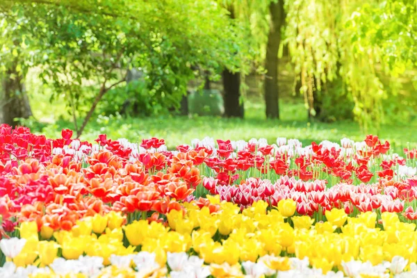 Prachtige Tulpen Tuin Het Groene Park — Stockfoto