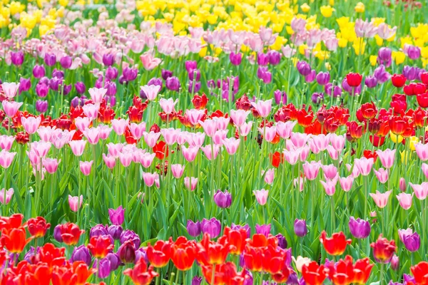 Hermoso Macizo Flores Colores Tulipanes Parque — Foto de Stock