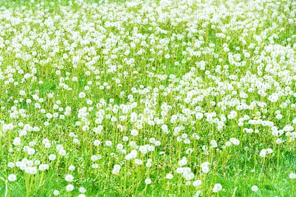 Поле Белых Одуванчиков Зеленой Травой — стоковое фото