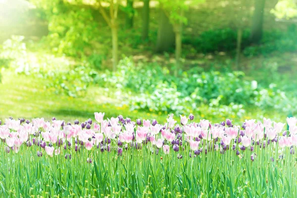 Hermoso Jardín Tulipanes Parque Verde — Foto de Stock