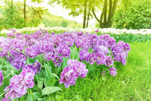 Yeşil Park Flowerbed Mor Çiçekler — Stok fotoğraf