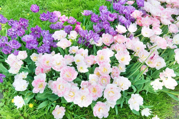 Flowerbed Mor Pembe Çiçeklerden Lale Yeşil Çimen — Stok fotoğraf