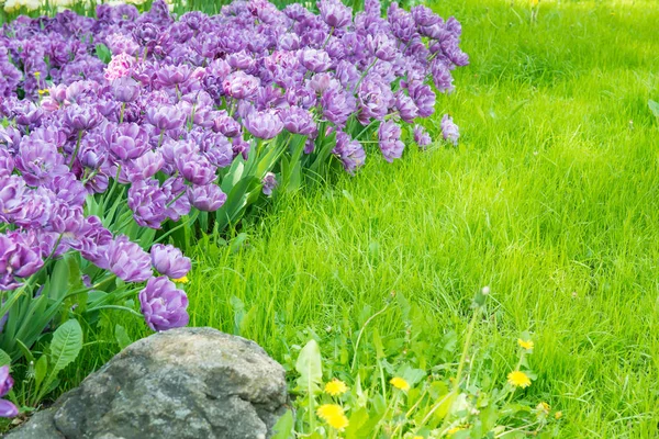 Yeşil Park Flowerbed Mor Çiçekler — Stok fotoğraf