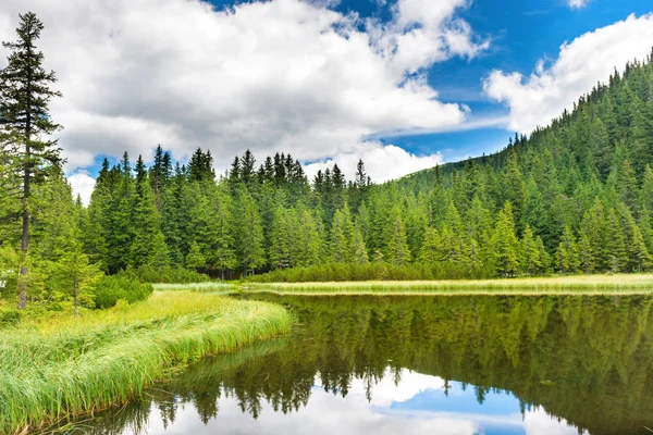 Çam ağaçlı bir orman gölünde mavi su