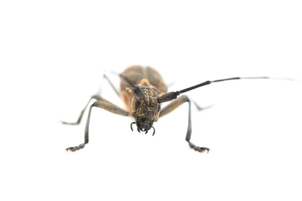 Жук Длиннорогий Длиннорогий Cerambycidae Изолированы Белом Фоне — стоковое фото